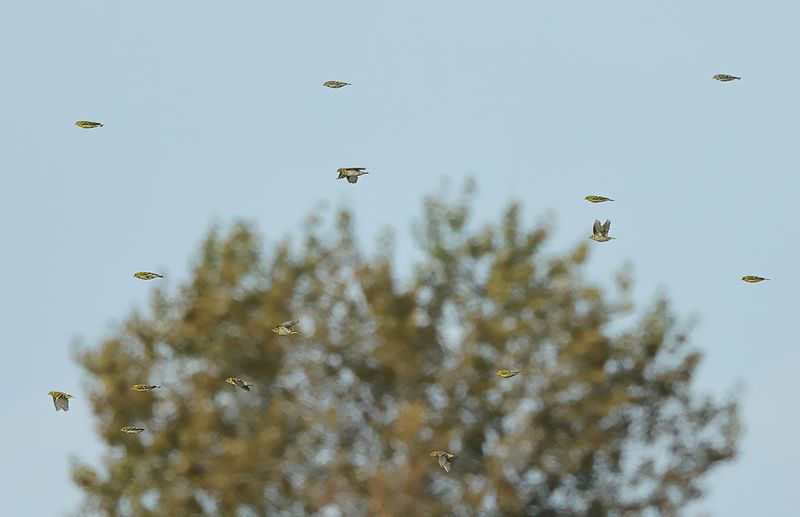 Eurasian Siskin (Carduelis spinus) 