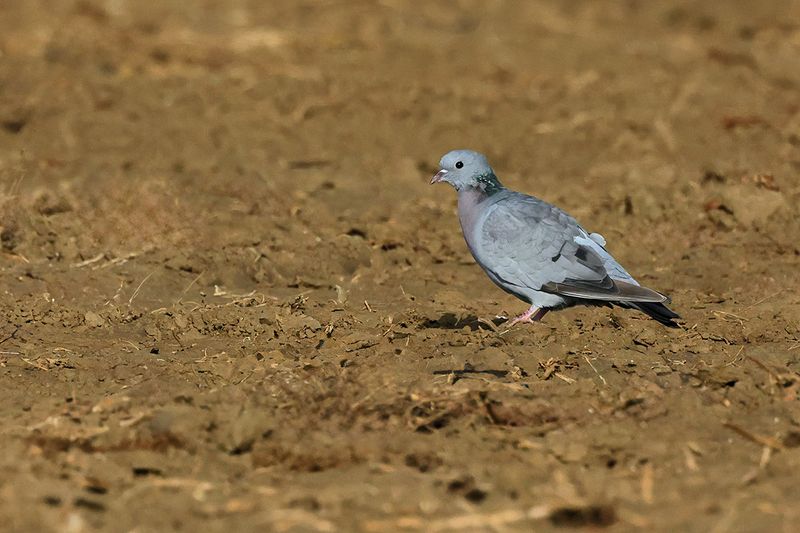 Stock Dove (Columba oenas)