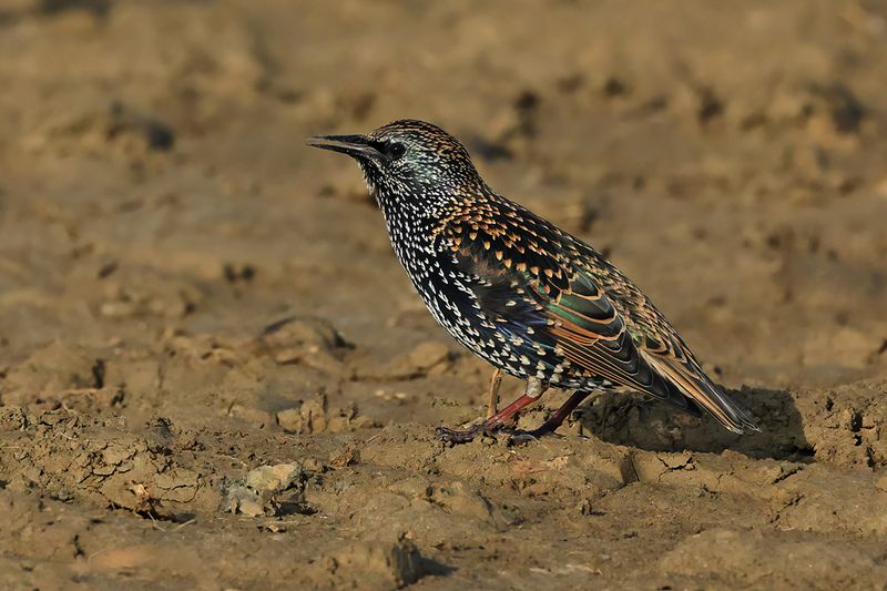 European Starling (Sturnus vulgaris)