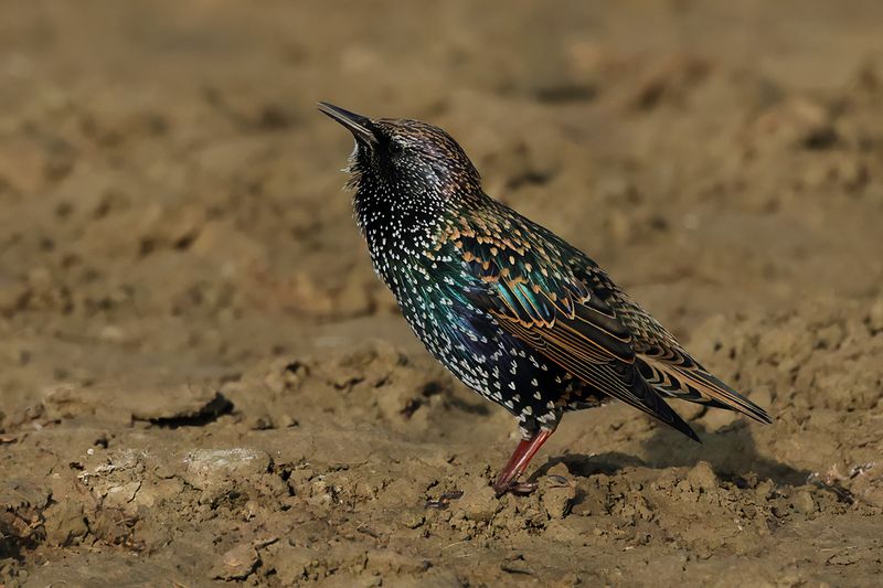 European Starling (Sturnus vulgaris)