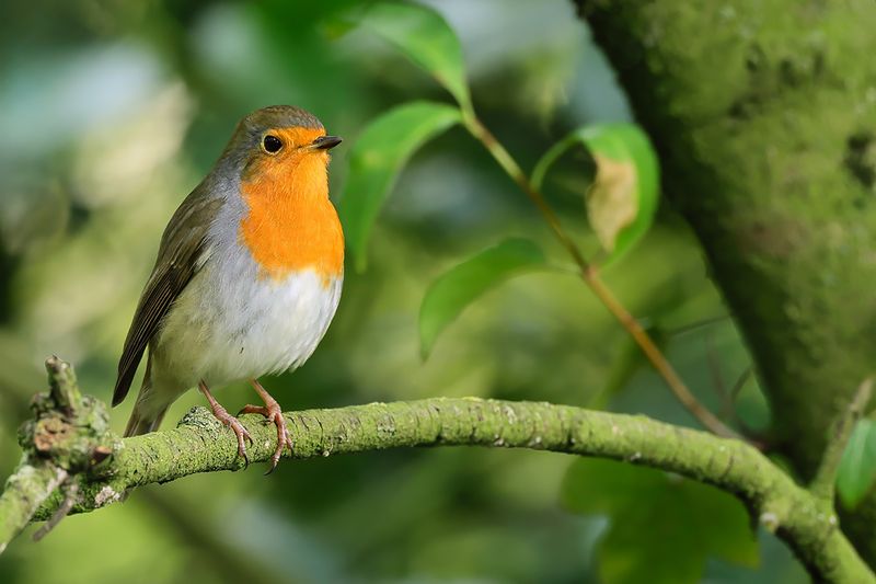 European Robin (Erithacus rubecula)