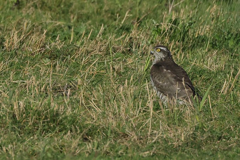 Eurasian Sparrowhawk (Accipiter nisus)