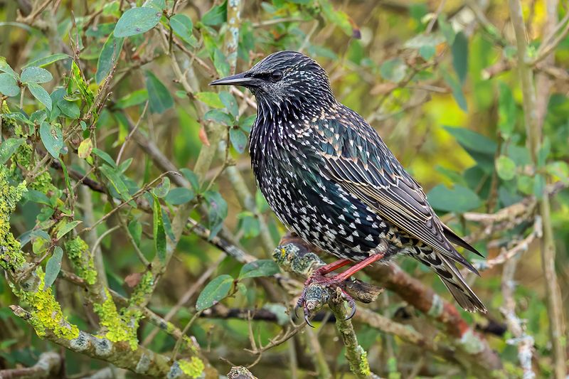 European Starling (Sturnus vulgaris)