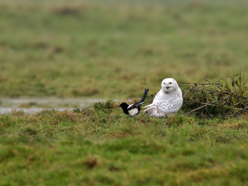 Snowy Owl (Bubo scandiacus)