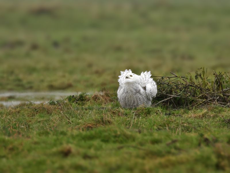 Snowy Owl (Bubo scandiacus)