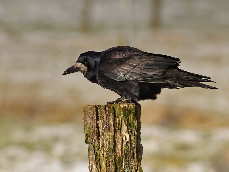 Rook (Corvus frugilegus)