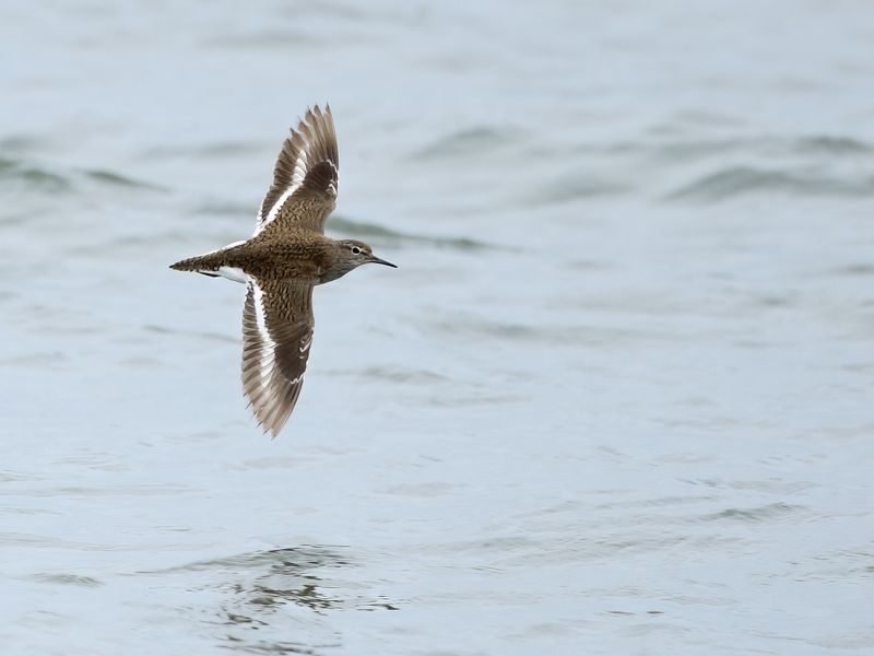 Common Sandpiper (Actitis hypoleucos)