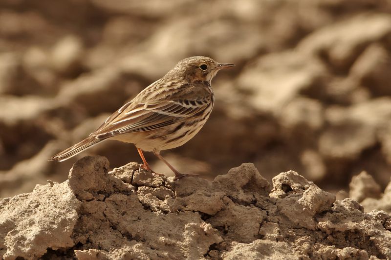 Meadow Pipit (Anthus pratensis) 