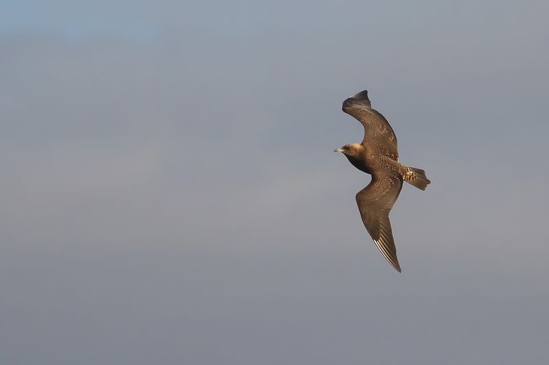 Pomarine Skua (Stercorarius pomarinus)