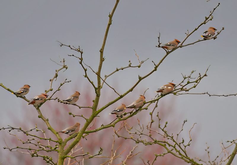Bohemian Waxwing (Bombycilla garrulus)