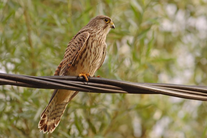 Common Kestrel (Falco tinnunculus) 