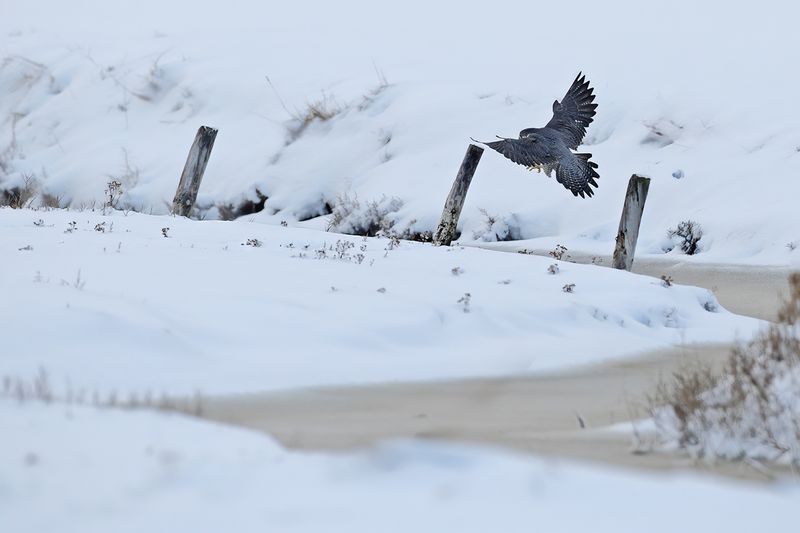 Peregrine Falcon (Falco peregrinus)