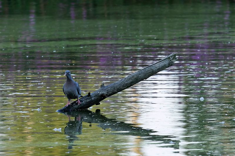 Stock Dove (Columba oenas)