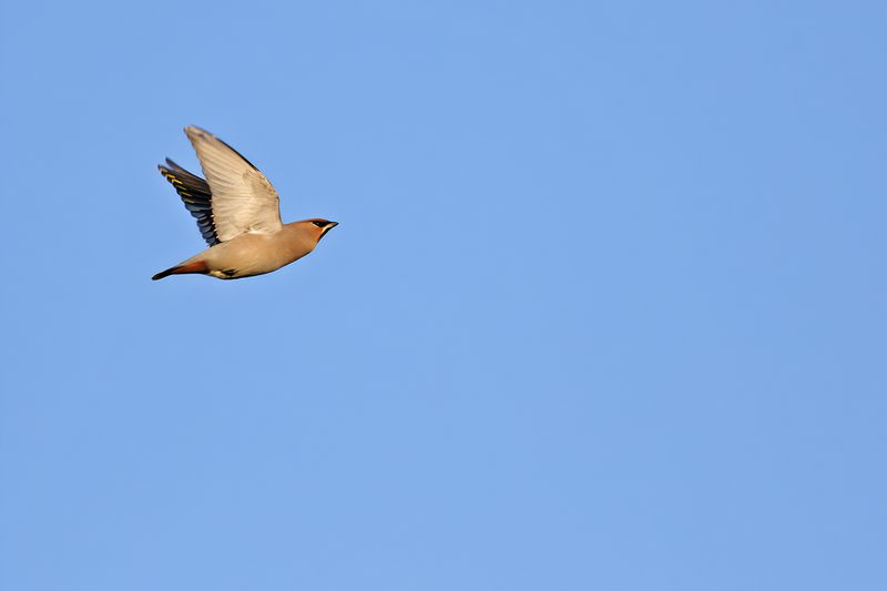 Bohemian Waxwing (Bombycilla garrulus)