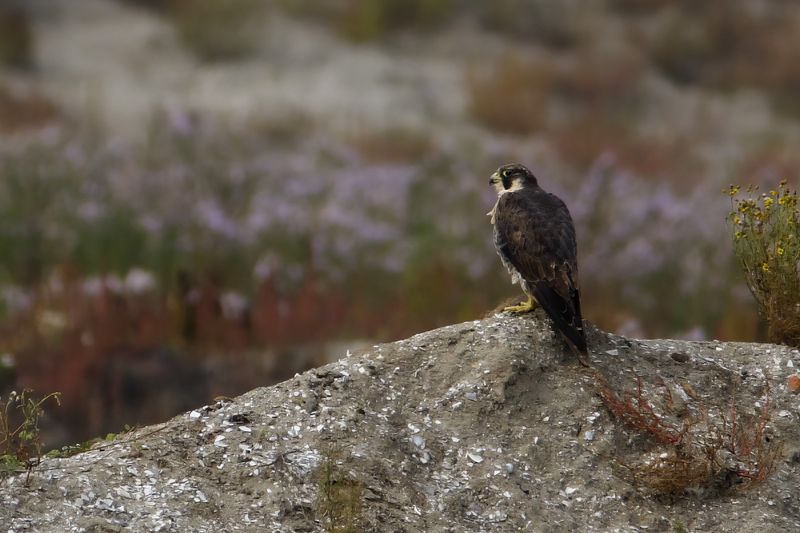 Peregrine Falcon (Falco peregrinus)