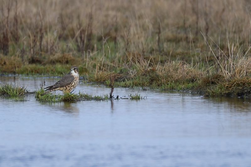 Merlin (Falco columbarius) 