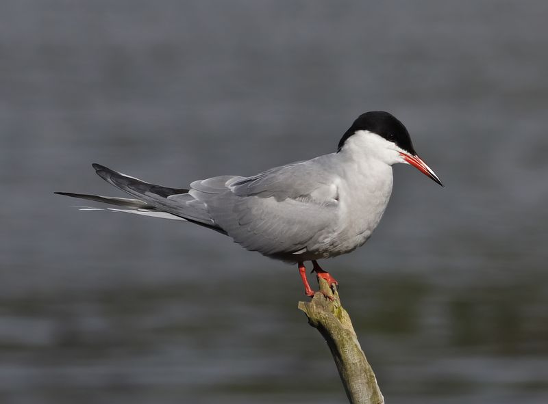 Common Tern (Sterna hirundo)