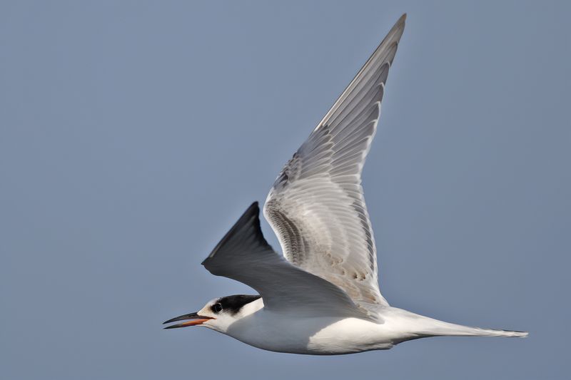 Common Tern (Sterna hirundo)