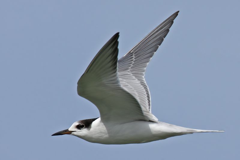 Common Tern (Sterna hirundo)