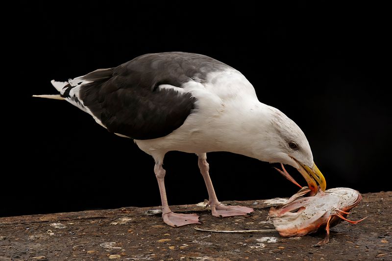 Great Black Backed Gull (Larus marinus)