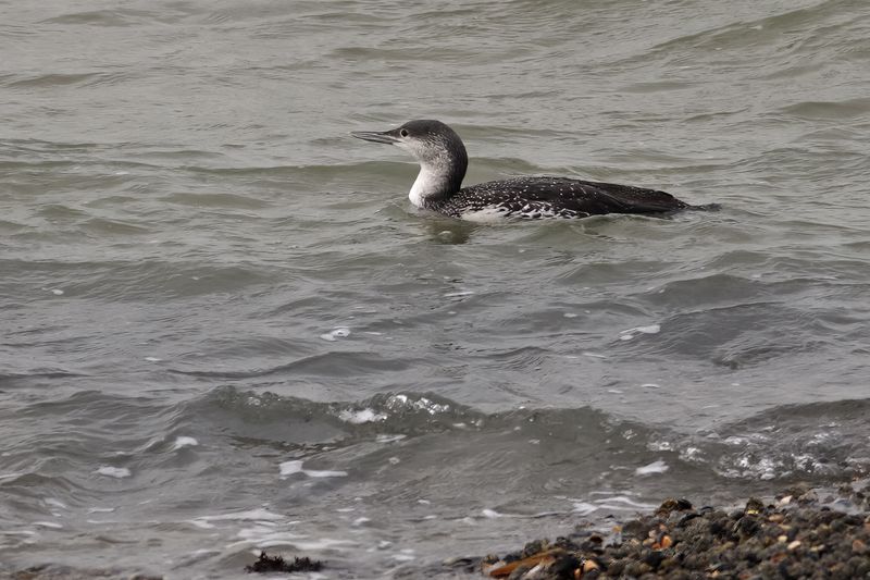 Red-throated diver or Red-throated loon (Gavia stellata) 