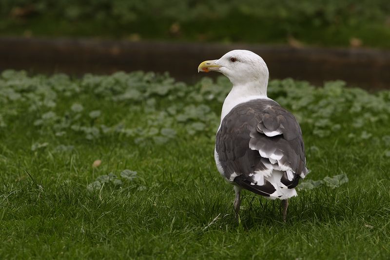 Great Black Backed Gull (Larus marinus)
