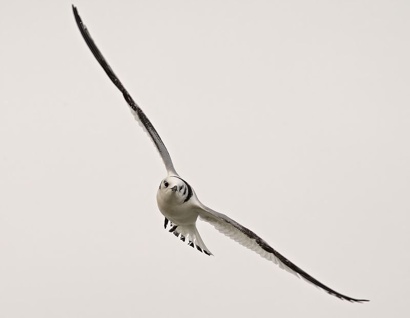 Black-legged Kittiwake (Rissa tridactyla)