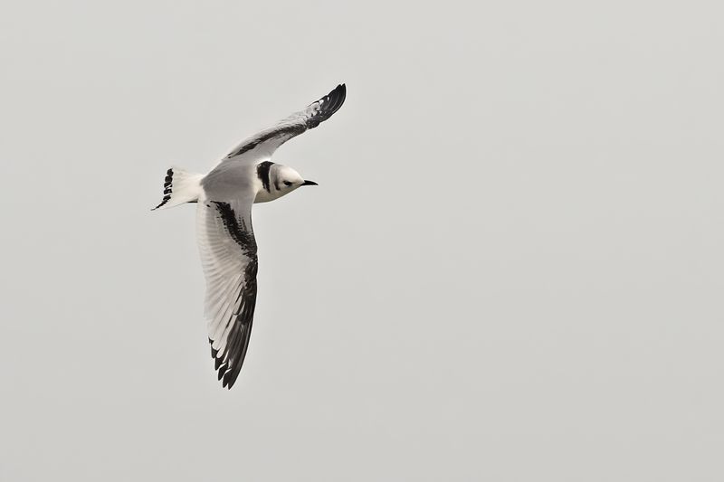 Black-legged Kittiwake (Rissa tridactyla)