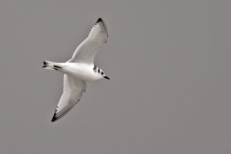 Black-legged Kittiwake (Rissa tridactyla)