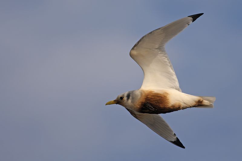 Black-legged Kittiwake (Rissa tridactyla)