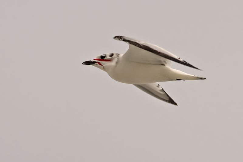 Black-legged Kittiwake (Rissa tridactyla)