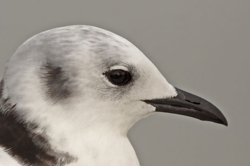 Black-legged Kittiwake (Rissa tridactyla)
