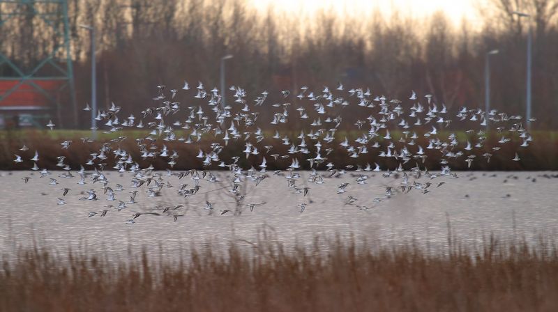 Dunlin (Calidris alpina) 