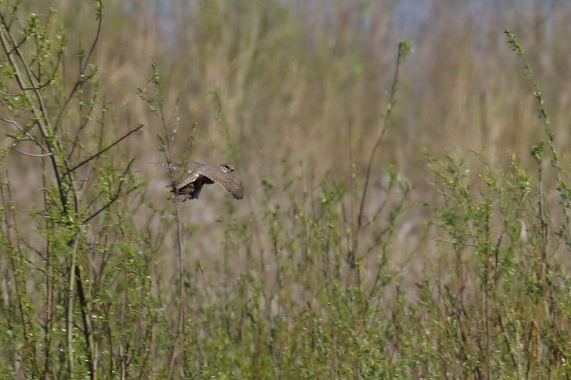 Merlin (Falco columbarius) 