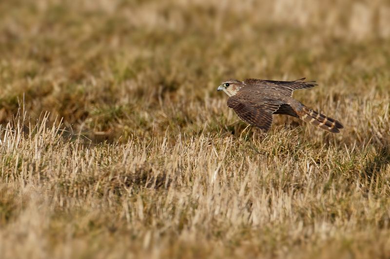 Merlin (Falco columbarius) 