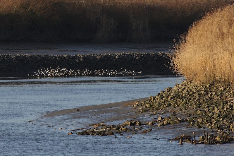 Dunlin (Calidris alpina) 