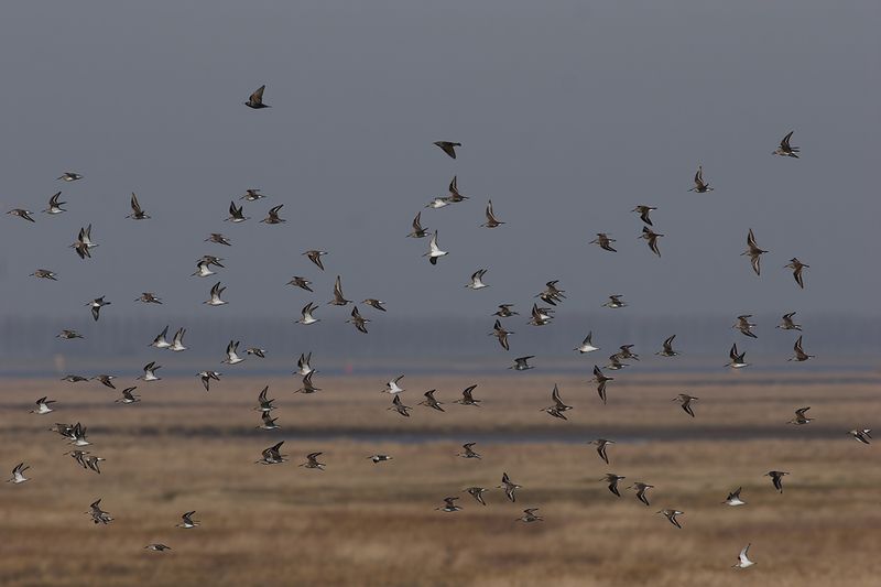 Dunlin (Calidris alpina) 
