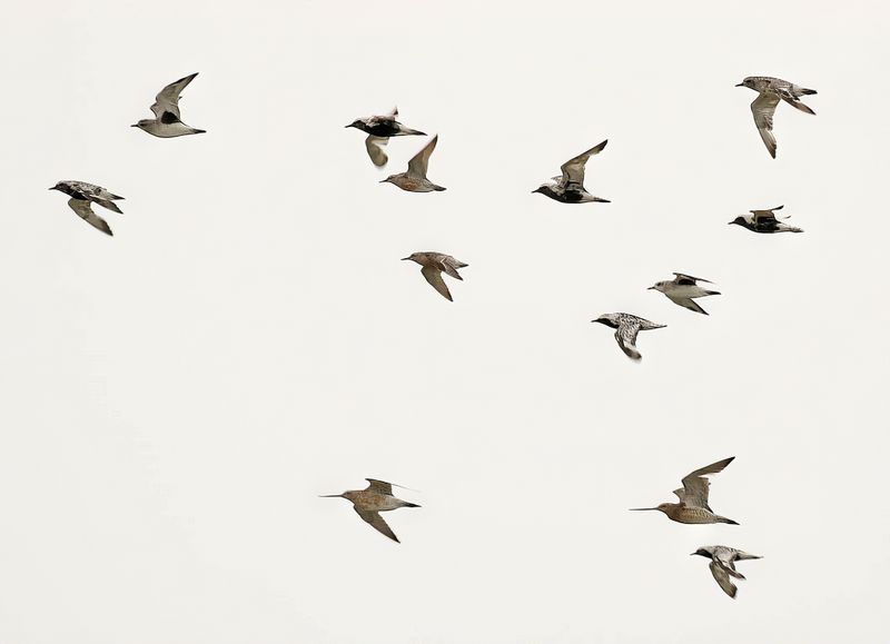 Waders coming to high tide roosting