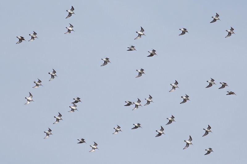 Dunlin (Calidris alpina) 