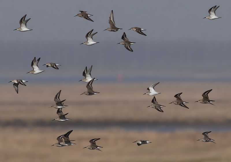Dunlin (Calidris alpina) 