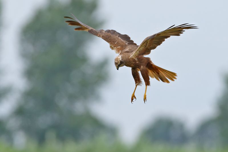 Western Marsh Harrier (Circus aeruginosus)