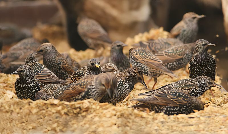 European Starling (Sturnus vulgaris)