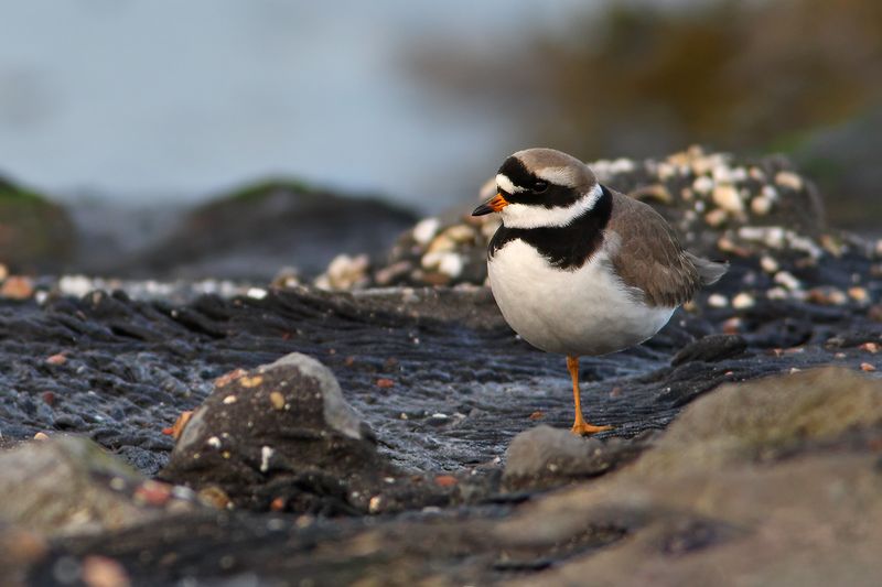 Common Ringed Plover (Charadrius hiaticula) 