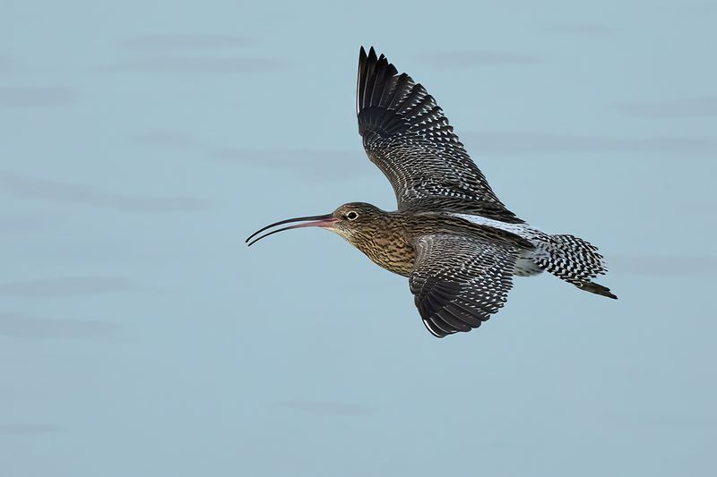 Curlew (Numenius arquata)