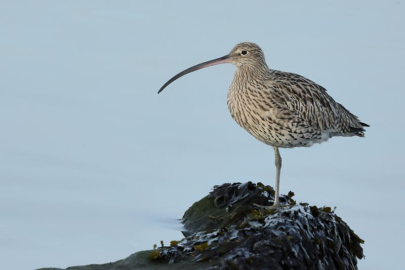 Curlew (Numenius arquata)