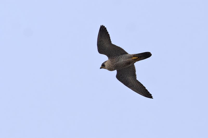 Peregrine Falcon (Falco peregrinus)