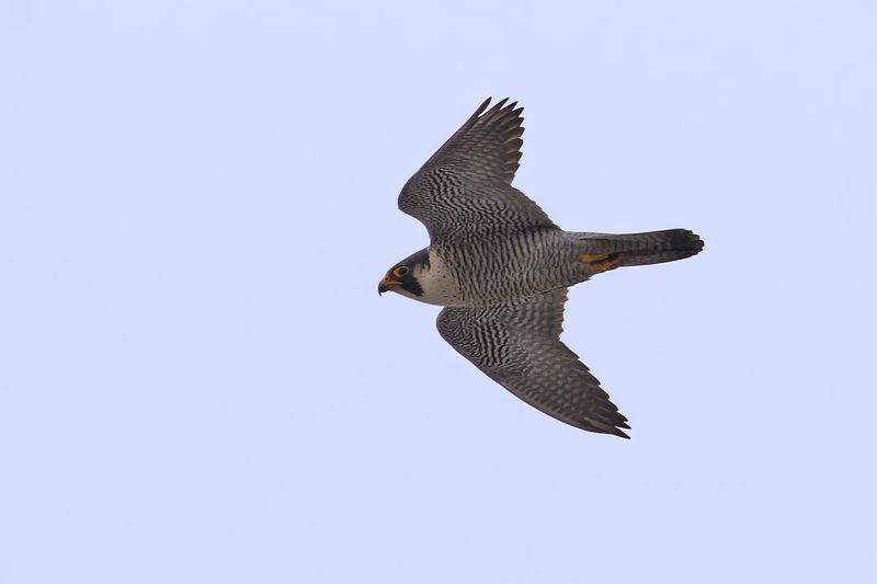 Peregrine Falcon (Falco peregrinus)