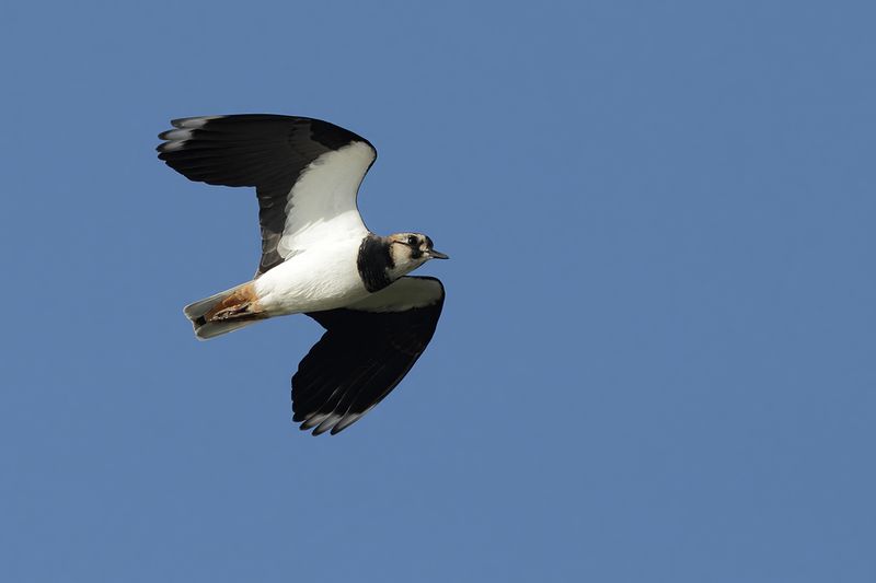 Northern Lapwing (Vanellus vanellus)