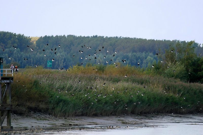 Northern Lapwing (Vanellus vanellus)