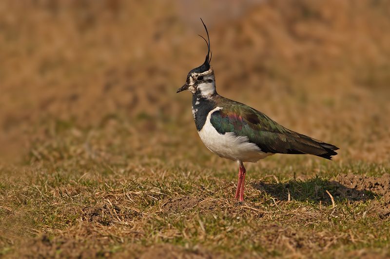 Northern Lapwing (Vanellus vanellus)